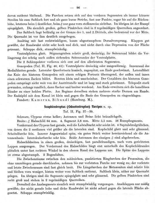 Original description p. 96 Scaphiostreptus levissimus Attems, 1914