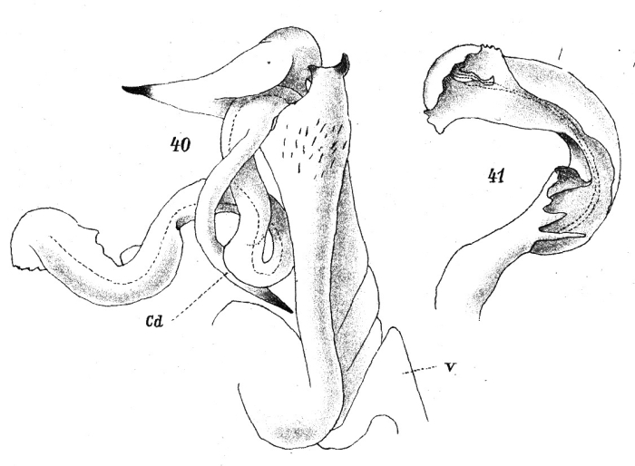 Original description fig. 40-41 Scaphiostreptus levissimus Attems, 1914
