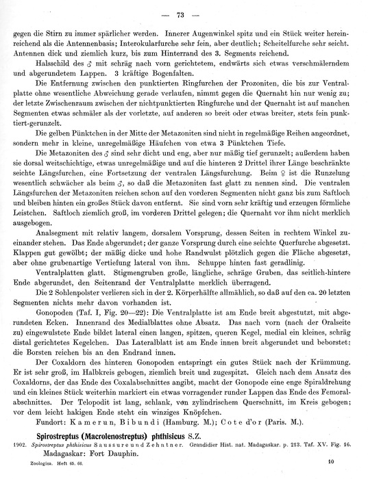 Original description p. 73 Spirostreptus servatius Attems, 1914