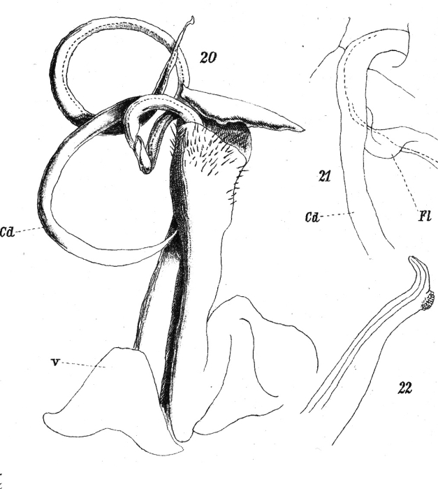 Original description figs. 20-22 Spirostreptus servatius Attems, 1914