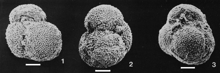 Globigerinoides pseudoruber Todd, 1957