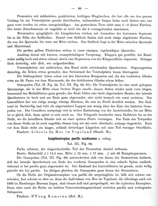 Original description p. 88 Scaphiostreptus parilis acuticonus Attems, 1914