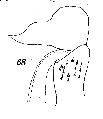Original description fig. 68 Scaphiostreptus parilis acuticonus Attems, 1914