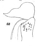 Original description fig. 68 Scaphiostreptus parilis acuticonus Attems, 1914