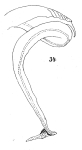 fig. 34 Scaphiostreptus parilis (Karsch, 1881)