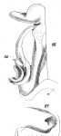 figs. 66-67 Scaphiostreptus parilis (Karsch, 1881)