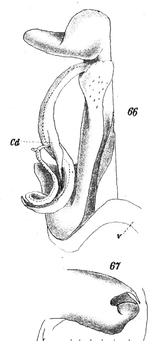 figs. 66-67 Scaphiostreptus parilis (Karsch, 1881)