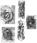 Sinophthalmidium diffusum Wang, 1986, author: Le Coze, François