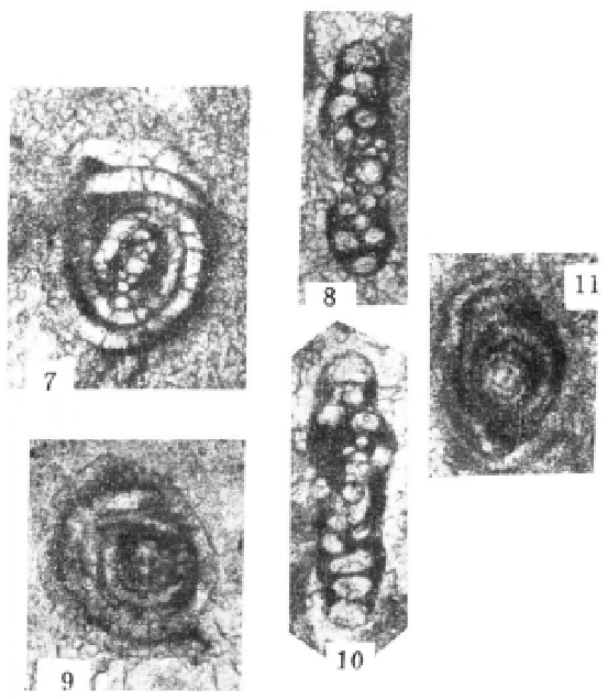 Sinophthalmidium diffusum Wang, 1986