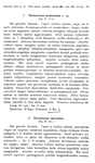 Original description p. 55 Thrinciulus multicostis Porat, 1894