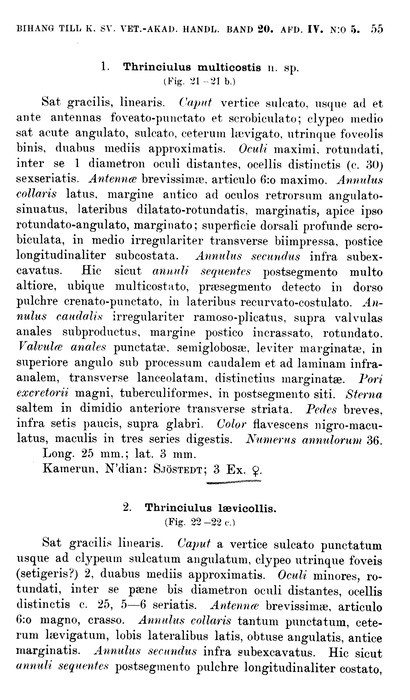Original description p. 55 Thrinciulus multicostis Porat, 1894