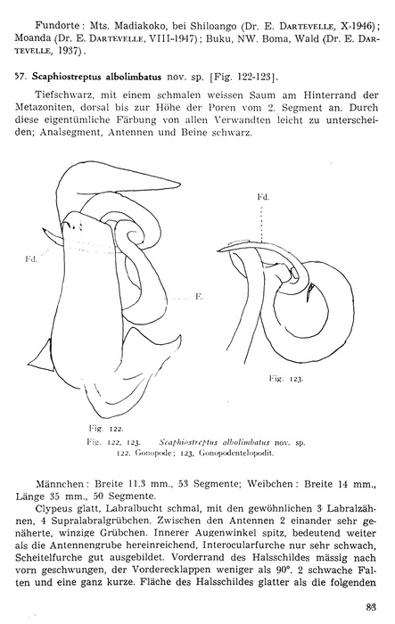 Original description p. 83 Scaphiostreptus albolimbatus Attems, 1952