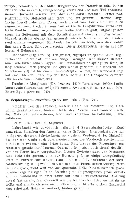 Original description p. 84 Scaphiostreptus albolimbatus Attems, 1952