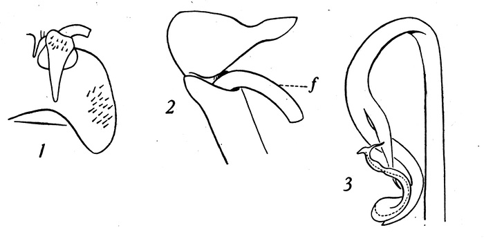 Original description figs. 1-3 Mardonius piceus Attems, 1952