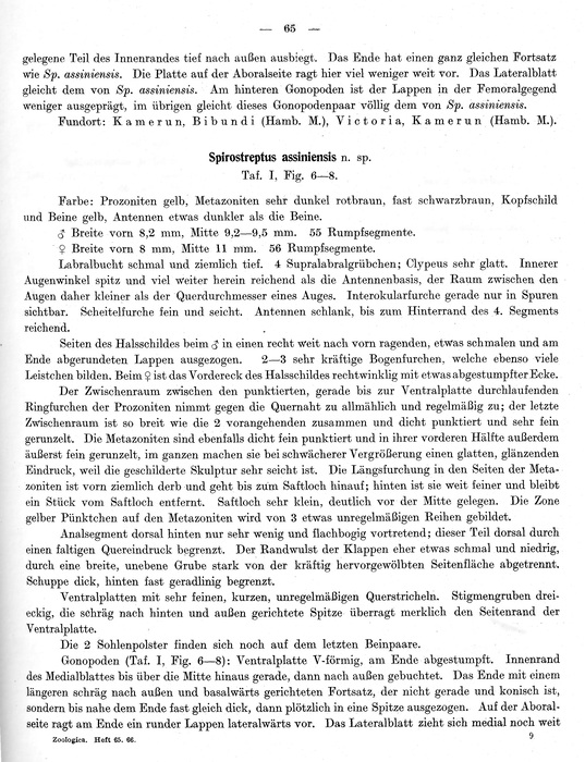 Original description p. 65 Spirostreptus bibundinus Attems, 1914