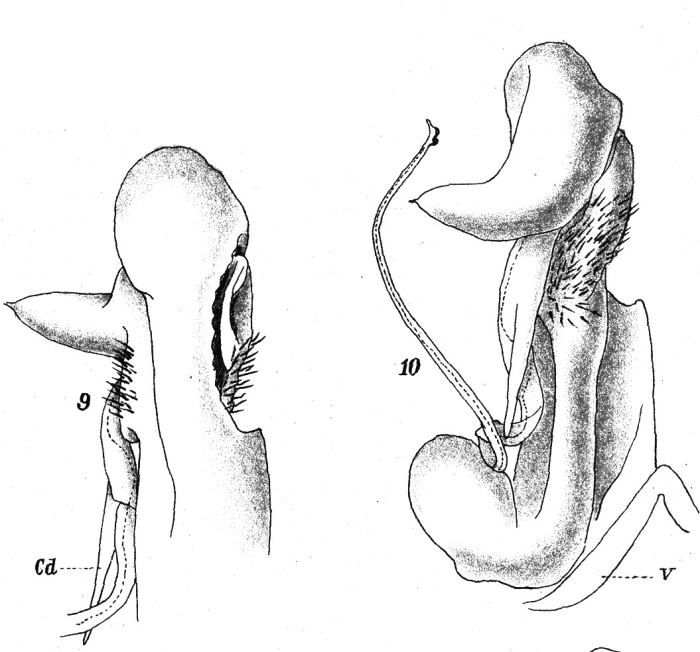 Original description figs. 9-10 Spirostreptus bibundinus Attems, 1914