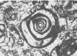 Nummoloculina irregularis Decrouez &amp; Radoičić, 1977