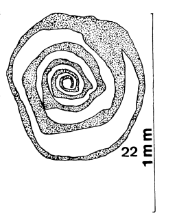 Nummoloculina irregularis Decrouez &amp; Radoičić, 1977