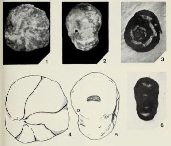 Nummoloculina robusta Torre, 1967