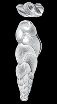Euloxostomum (?) tobagoense McCulloch, 1981