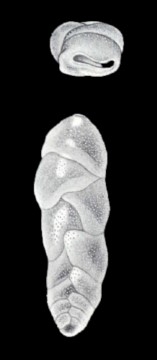 Euloxostomum (?) neolimbatum McCulloch, 1981