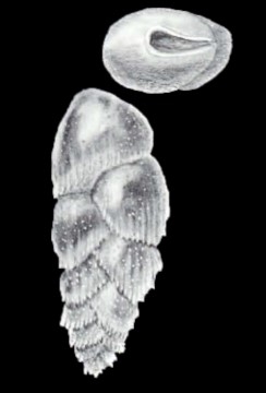 Euloxostomum metaspinatum McCulloch, 1981