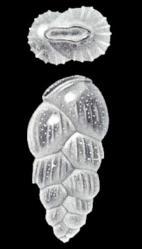 Sagrina (?) cristobalensis McCulloch, 1981