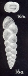 Coryphostoma (?) saidiana McCulloch, 1981