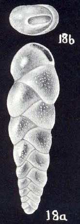 Coryphostoma (?) trinidadensis McCulloch, 1981