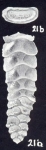 Rectobolivina (?) arubaensis McCulloch, 1981