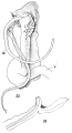 Original description figs. 23-24 Spirostreptus pancratius Attems, 1914