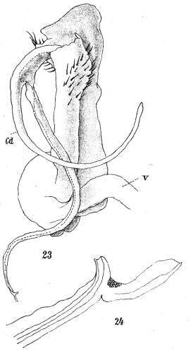 Original description figs. 23-24 Spirostreptus pancratius Attems, 1914