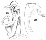 Original description figs. 135-136 Kartinikus australis Attems, 1914