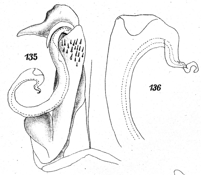 Original description figs. 135-136 Kartinikus australis Attems, 1914