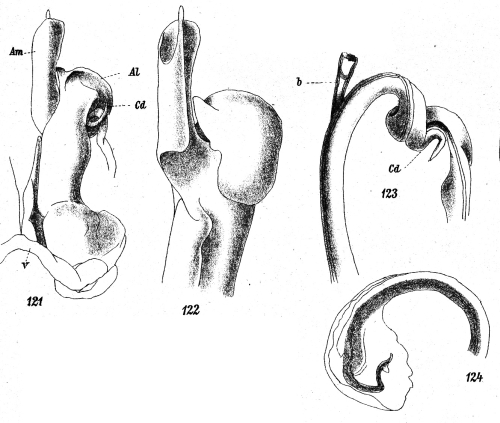 figs. 121-124 Ophistreptus digitulatus (Karsch, 1881)
