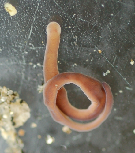 Tortus sp. Magadan