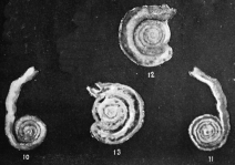 Tolypammina discoidea Trifonova, 1962, author: Le Coze, François