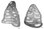 Tetrataxis acutus Durkina, 1959