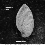 Astacolus onoanus Dailey, 1970, author: Le Coze, François