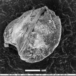 Cibicides eponidiformis var. carinata Smith, 1957