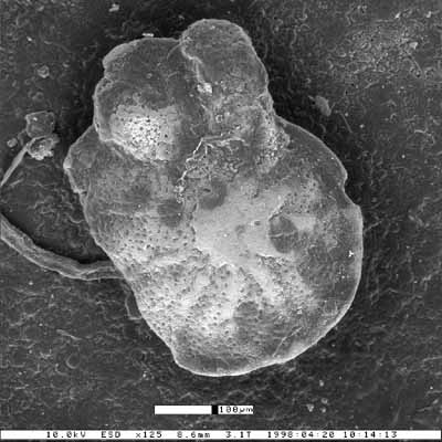 Cibicides ouachitaensis var. alhambrensis Smith, 1957