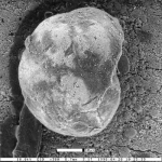 Cibicidoides coalingensis var. minor Smith, 1957