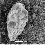 Coryphostoma spissus Sliter, 1969
