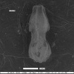 Dentalina spinosa var. ornata Smith, 1957