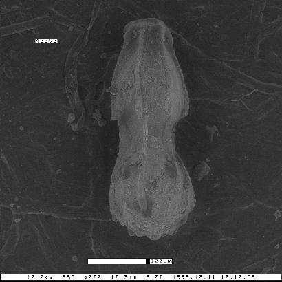 Dentalina spinosa var. ornata Smith, 1957 Dentalina spinosa var. ornata Smith, 1957