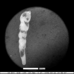 Dentalina pseudoobliqua Finger & Lipps, 1990