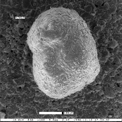 Eggerella popenoei Dailey, 1970