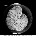Elphidium fax subsp. fax Nicol, 1944