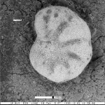 Elphidium humboldtensis Haller, 1980