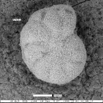 Elphidium humboldtensis Haller, 1980